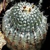 Copiapoa_cinerea_4